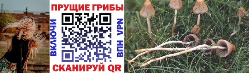 как найти закладки  Усть-Илимск  Псилоцибиновые грибы прущие грибы 